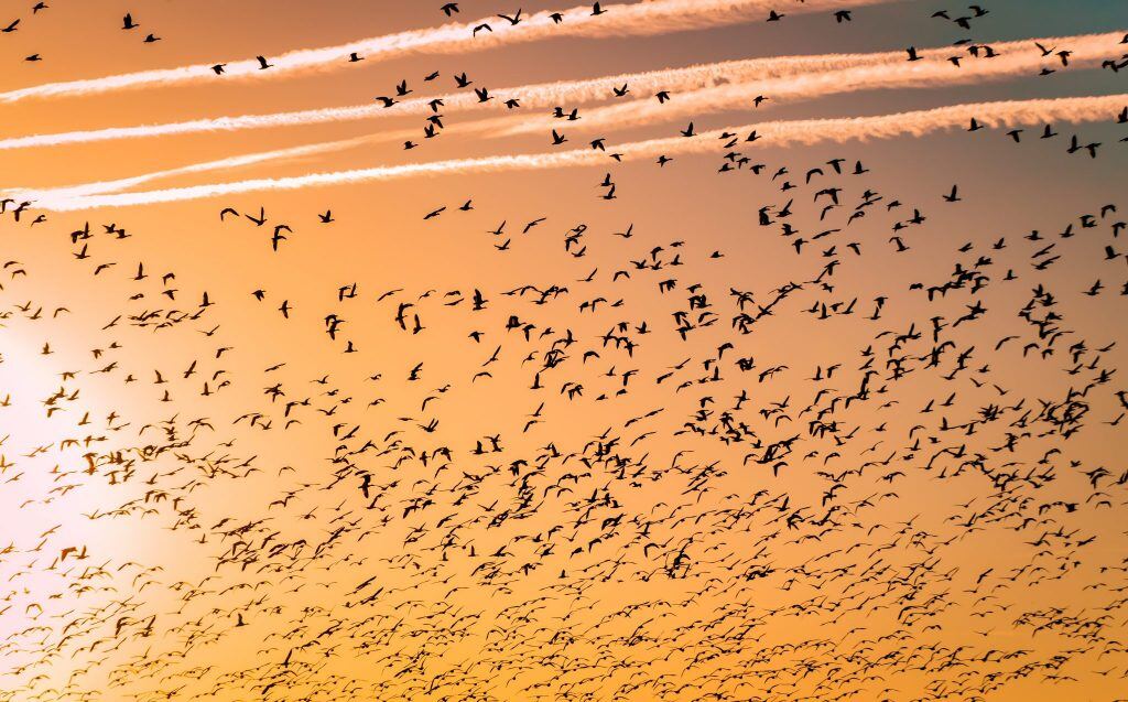 HRIS data migration